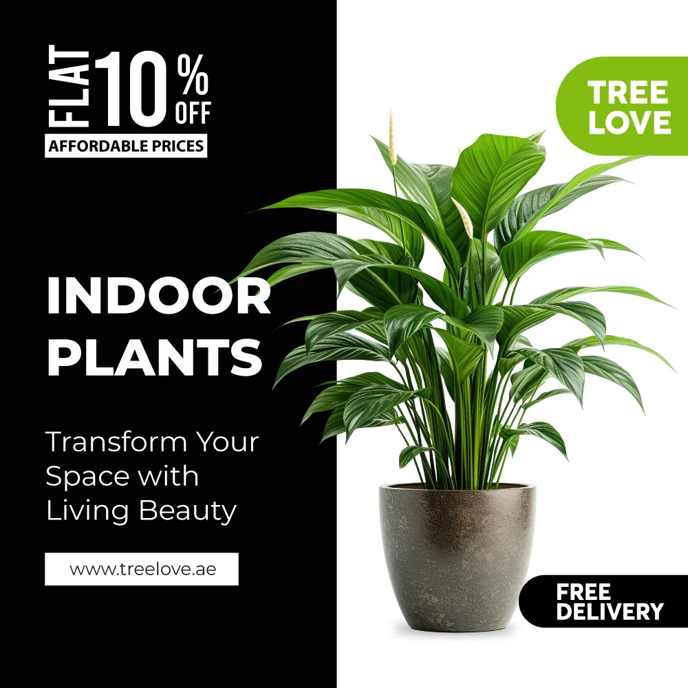 Indoor Plants - 1080-x-1080